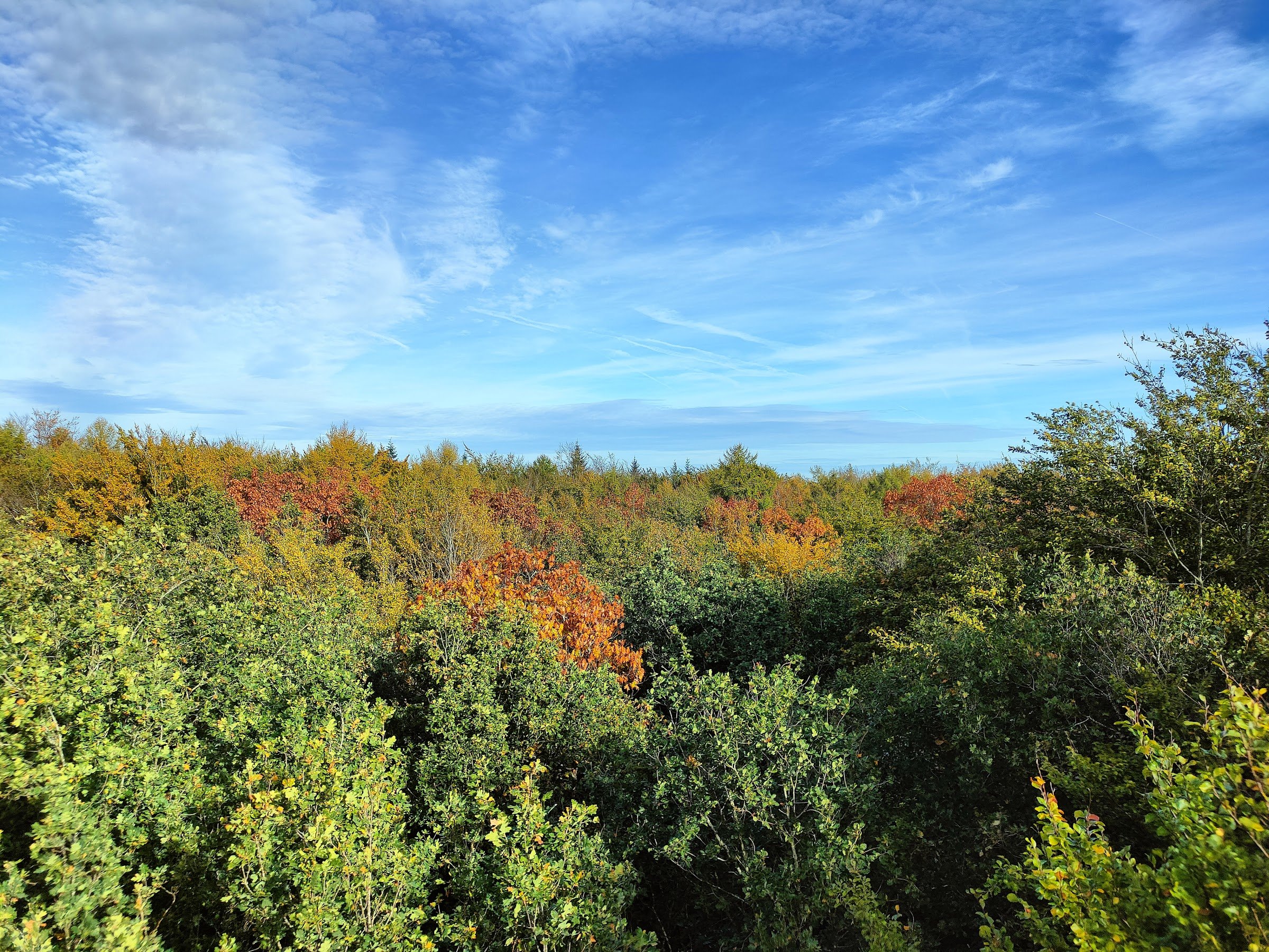 Outdoor Center Boomkroonpad (Boomkroonpad treetop walkway)